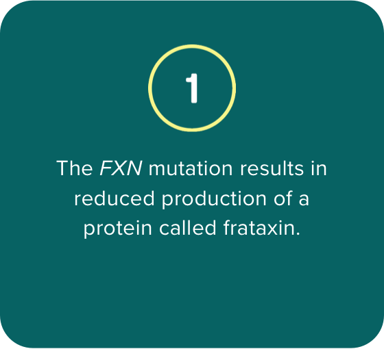 1. The FXN mutation results in reduced production of a protein called frataxin.