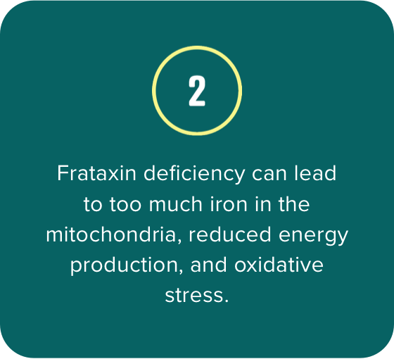 2. Frataxin deficiency can lead to too much iron in the mitochondria, reduced energy production, and oxidative stress.