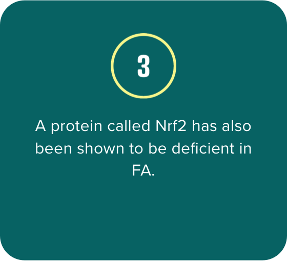 3. A protein called Nrf2 has also been shown to be deficient in FA.