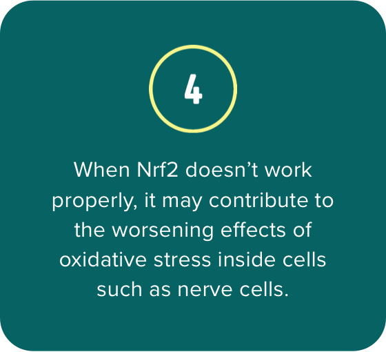 4. When Nrf2 doesn’t work properly, it may contribute to the worsening effects of oxidative stress inside cells such as nerve cells.